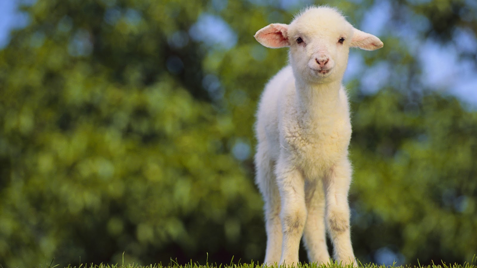 Little Sheep